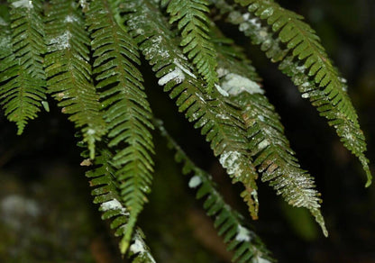 Prosaptia intermedia is a species of fern belonging to the family Grammitidaceae. It was first described by Ching in 1950 and later reclassified by Tagawa in 1950. This species is native to China, specifically in regions such as Guangdong, Guangxi, Hainan, and Yunnan, as well as Vietnam.