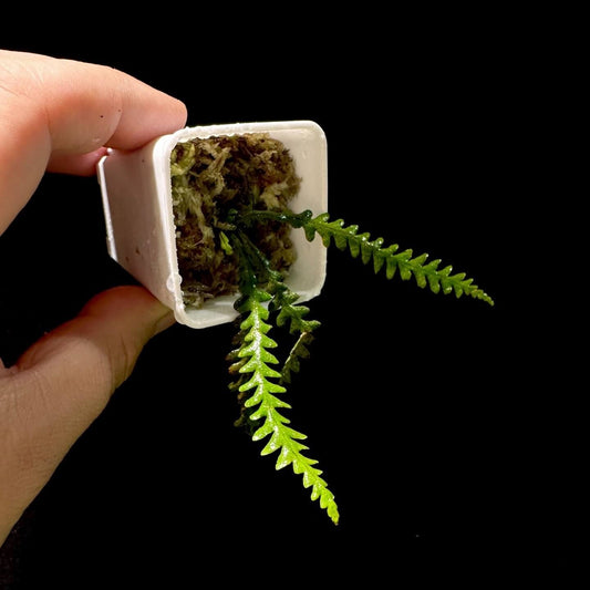 Prosaptia intermedia is a species of fern belonging to the family Grammitidaceae. It was first described by Ching in 1950 and later reclassified by Tagawa in 1950. This species is native to China, specifically in regions such as Guangdong, Guangxi, Hainan, and Yunnan, as well as Vietnam.