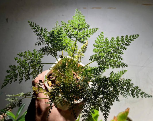 Pternopetalum trichomanifolium is a delicate fern native to China, belonging to the Apiaceae family and the Pternopetalum genus. This fern is found in shaded, moist environments across regions such as Guangxi, Hunan, Yunnan, Sichuan, and Jiangxi, typically at elevations between 680 to 2,400 meters.