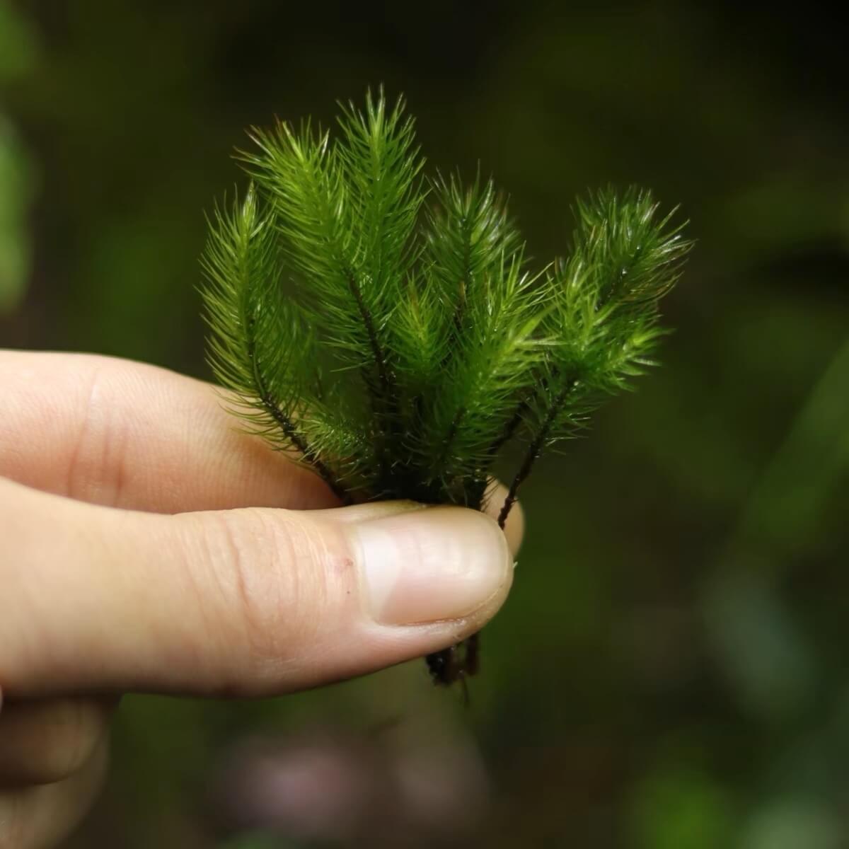 Pyrrhobryum dozyanum is a moss with a robust and dense growth habit, typically yellow-green or brownish-green, sometimes reddish-brown. It is found in moist areas under mountain forests or on thin soils over rocky surfaces. The moss has simple or tufted branches, with narrow lance-shaped leaves.