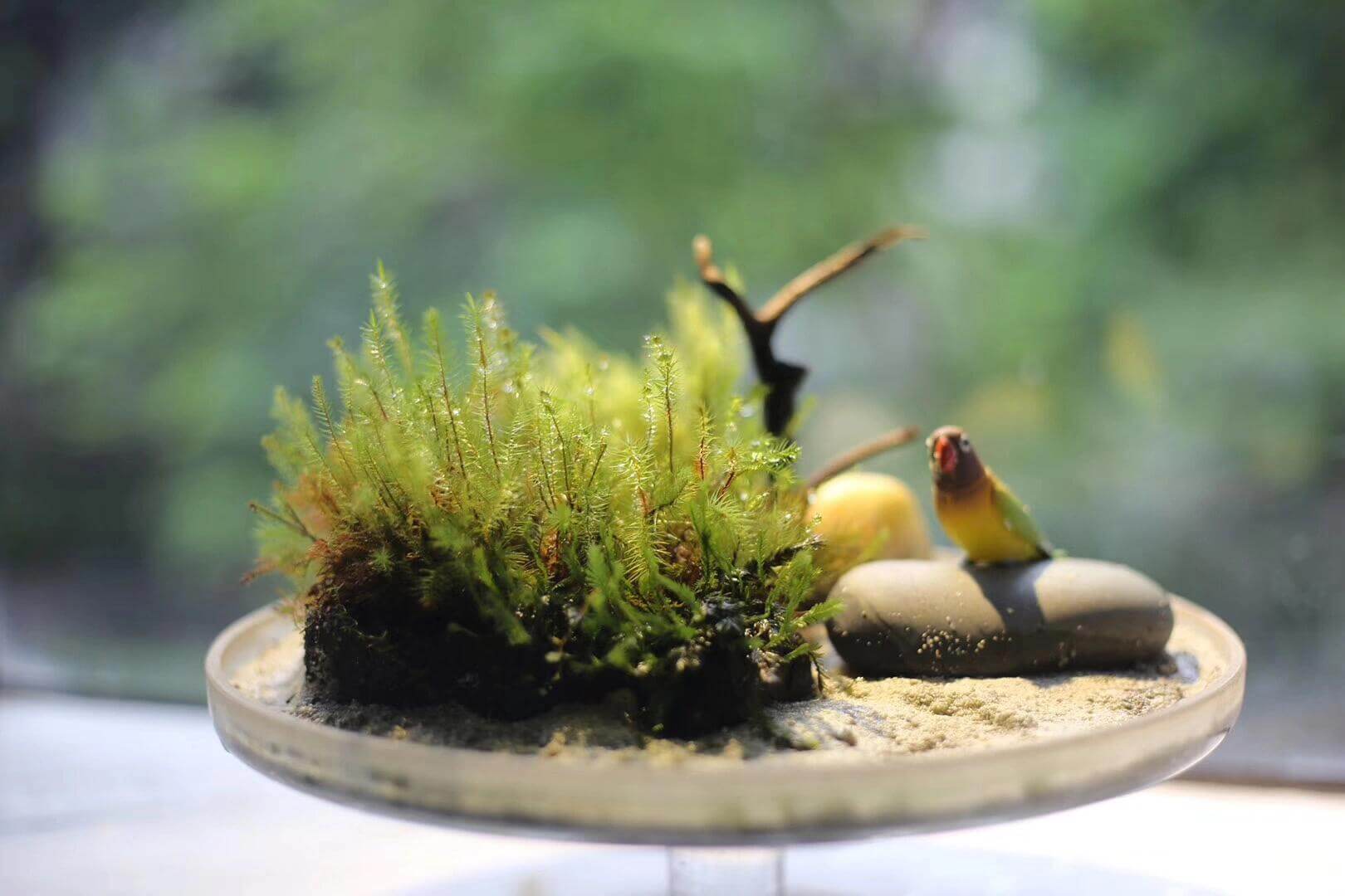 Pyrrhobryum dozyanum is a moss with a robust and dense growth habit, typically yellow-green or brownish-green, sometimes reddish-brown. It is found in moist areas under mountain forests or on thin soils over rocky surfaces. The moss has simple or tufted branches, with narrow lance-shaped leaves.