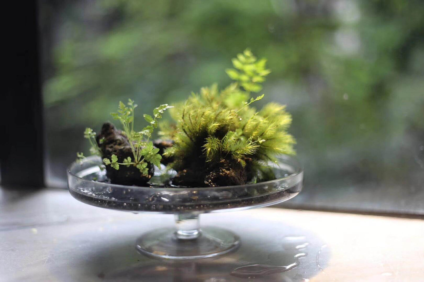 Pyrrhobryum dozyanum is a moss with a robust and dense growth habit, typically yellow-green or brownish-green, sometimes reddish-brown. It is found in moist areas under mountain forests or on thin soils over rocky surfaces. The moss has simple or tufted branches, with narrow lance-shaped leaves.