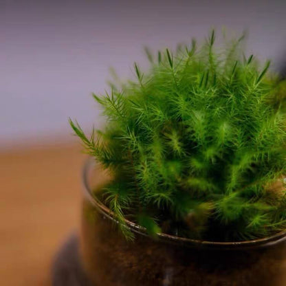 Pyrrhobryum dozyanum is a moss with a robust and dense growth habit, typically yellow-green or brownish-green, sometimes reddish-brown. It is found in moist areas under mountain forests or on thin soils over rocky surfaces. The moss has simple or tufted branches, with narrow lance-shaped leaves.