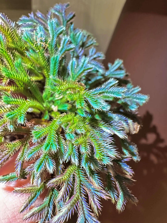 Selaginella iridescens, commonly known as Rainbow Spikemoss, is a recently described ground-covering plant (first described in 2021) native to Hainan Island, China. It belongs to the Selaginellaceae family and is renowned for its stunning blue-green leaves and unique "resurrection" ability. This plant is well-suited for terrariums, thriving in high-humidity, controlled environments.