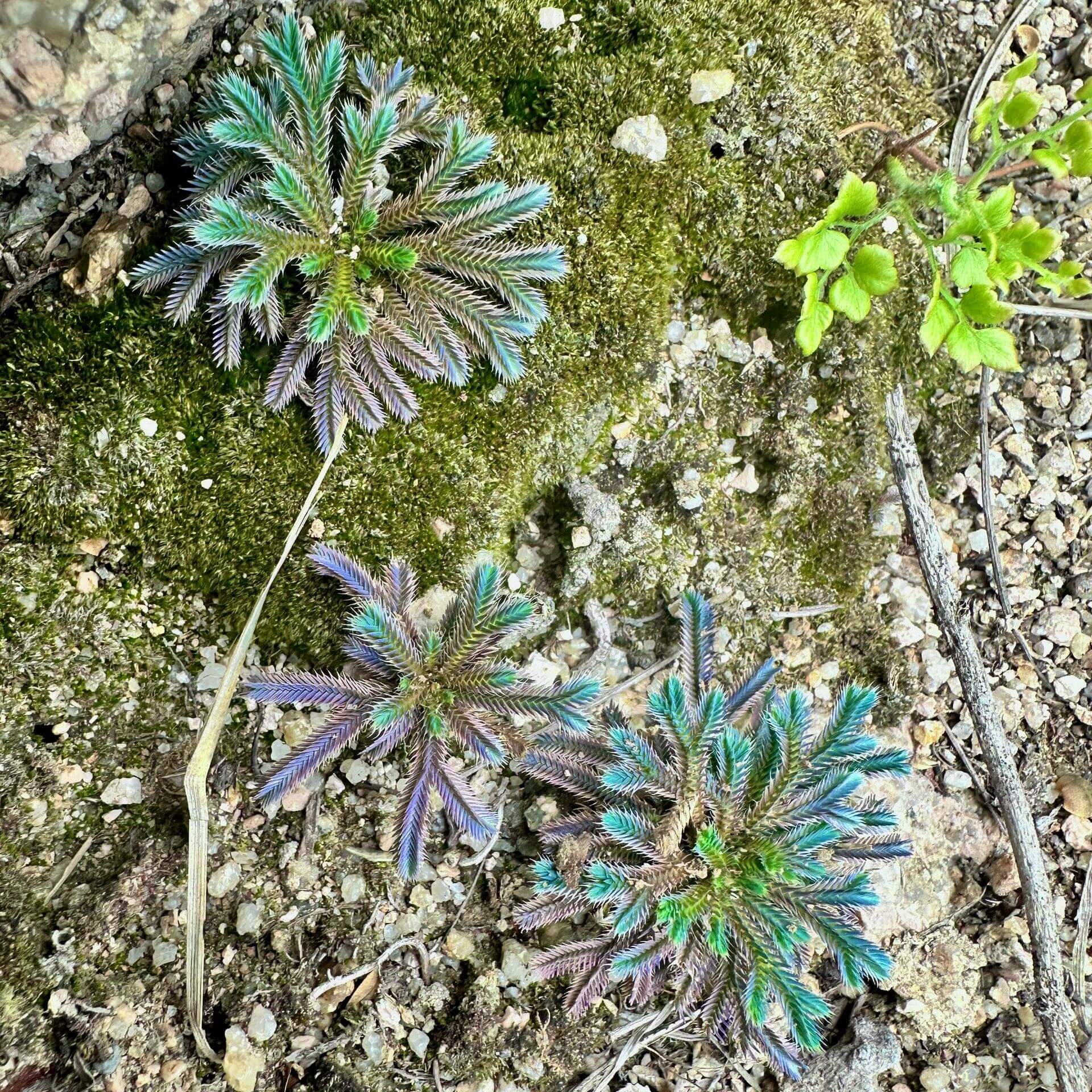 Selaginella iridescens, commonly known as Rainbow Spikemoss, is a recently described ground-covering plant (first described in 2021) native to Hainan Island, China. It belongs to the Selaginellaceae family and is renowned for its stunning blue-green leaves and unique "resurrection" ability. This plant is well-suited for terrariums, thriving in high-humidity, controlled environments.