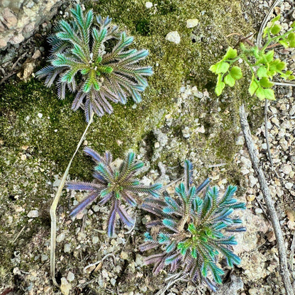 Selaginella iridescens, commonly known as Rainbow Spikemoss, is a recently described ground-covering plant (first described in 2021) native to Hainan Island, China. It belongs to the Selaginellaceae family and is renowned for its stunning blue-green leaves and unique "resurrection" ability. This plant is well-suited for terrariums, thriving in high-humidity, controlled environments.