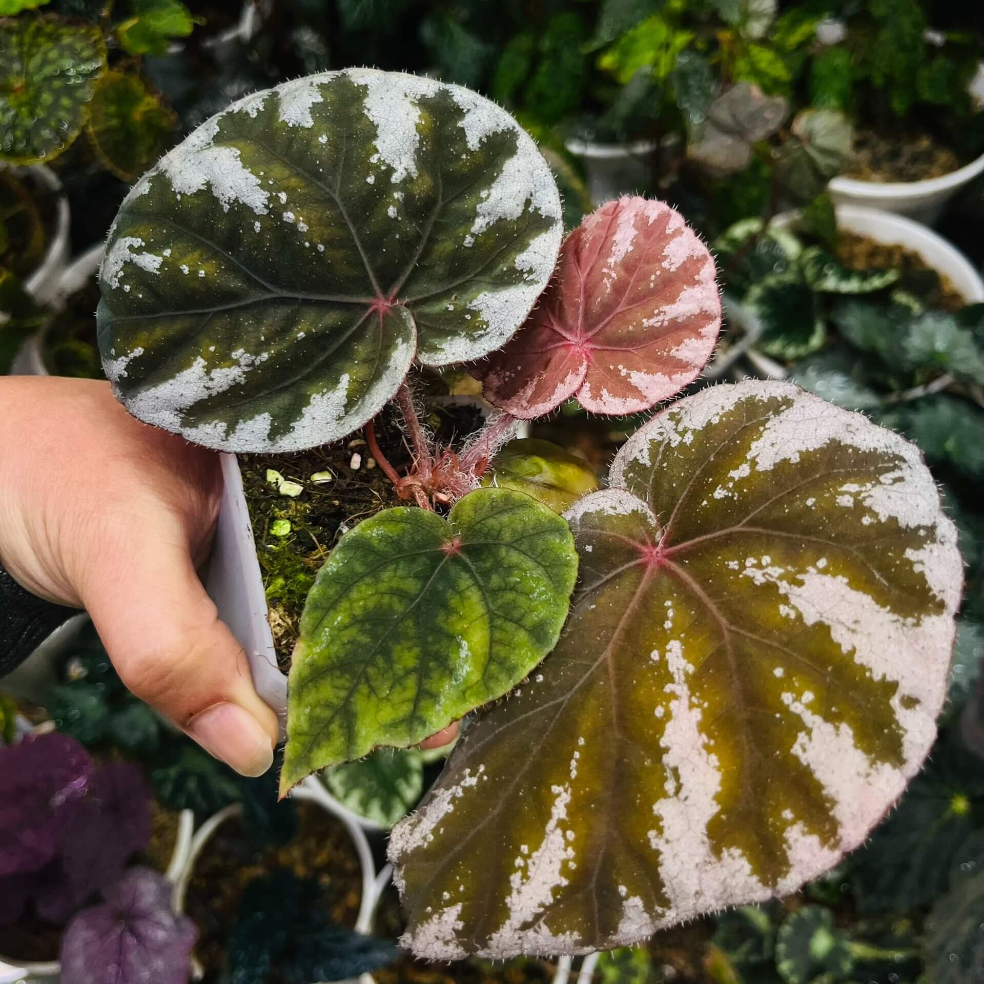 Begonia koksunii is a rare and captivating begonia species native to Malaysia, known for its unique and ornamental foliage. The leaves are a rich green, bordered by a crisp white edge, and both the leaf edges and undersides are covered with soft, fine hairs, adding a velvety texture to the plant. The stems also feature similar fuzzy hairs, enhancing the plant's overall appearance.