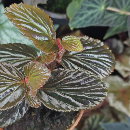 Begonia crockerensis is a rare and captivating begonia species native to the Crocker Range in Sabah, Malaysia. Known for its striking foliage and unique characteristics, this begonia variety is perfect for plant enthusiasts looking to add a touch of the exotic to their collection. With its dense reddish-brown glandular hairs and dark green leaves, it makes a beautiful addition to any indoor garden or terrarium.