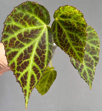 Begonia sp. Kalimantan is a beautiful begonia species native to Kalimantan, Indonesia. This begonia features striking green leaves with bright yellow-green veins, accented by a clear, net-like vein pattern. The vein areas have a lovely brownish tint, and the overall leaf shape is elegantly serrated, adding to its visual appeal. The contrast of vibrant colors and intricate leaf patterns makes this begonia a standout choice for collectors or experienced gardeners.