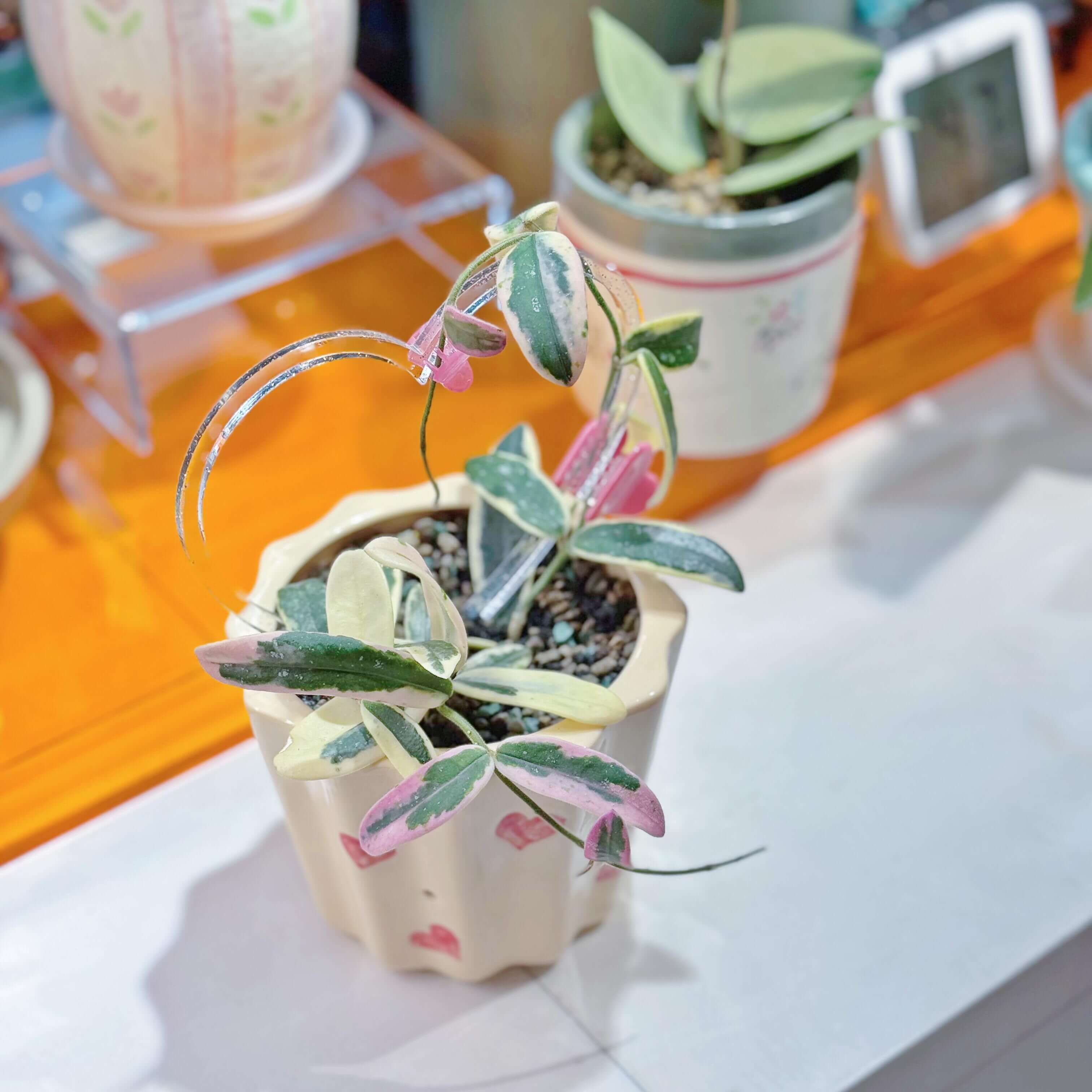 Hoya Lyi 'Prism' for Sale – Begin With Plants