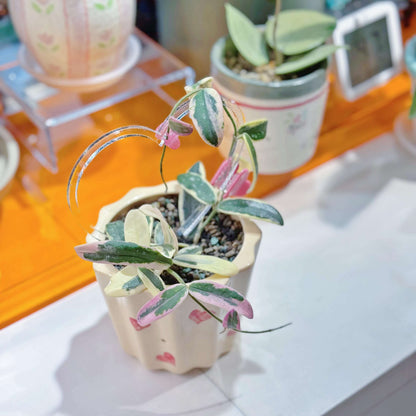 Hoya Lyi ‘Prism’ is a rare and captivating outer-variegated cultivar of the Hoya lyi species. Its thick, glossy dark-green leaves are edged with striking shades of yellow, white, or pink variegation. On some leaves, the variegation extends irregularly toward the center, creating a unique, mosaic-like pattern reminiscent of marbled or virus-like speckling. Compact in growth, this variety is perfect for smaller pots or hanging displays.