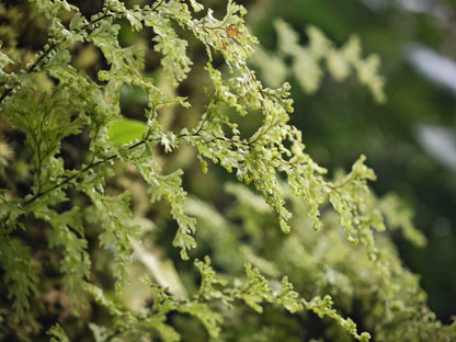 Hymenophyllum corrugatum is a small to medium-sized fern from the Hymenophyllaceae family and the Hymenophyllum genus. This species is native to the high-altitude regions of Southwest China. It features uniquely corrugated fronds that are relatively long, making it quite rare among the ferns of the Hymenophyllaceae family. The mature plant grows between 10-20 cm in size, making it ideal for rainforest terrariums.