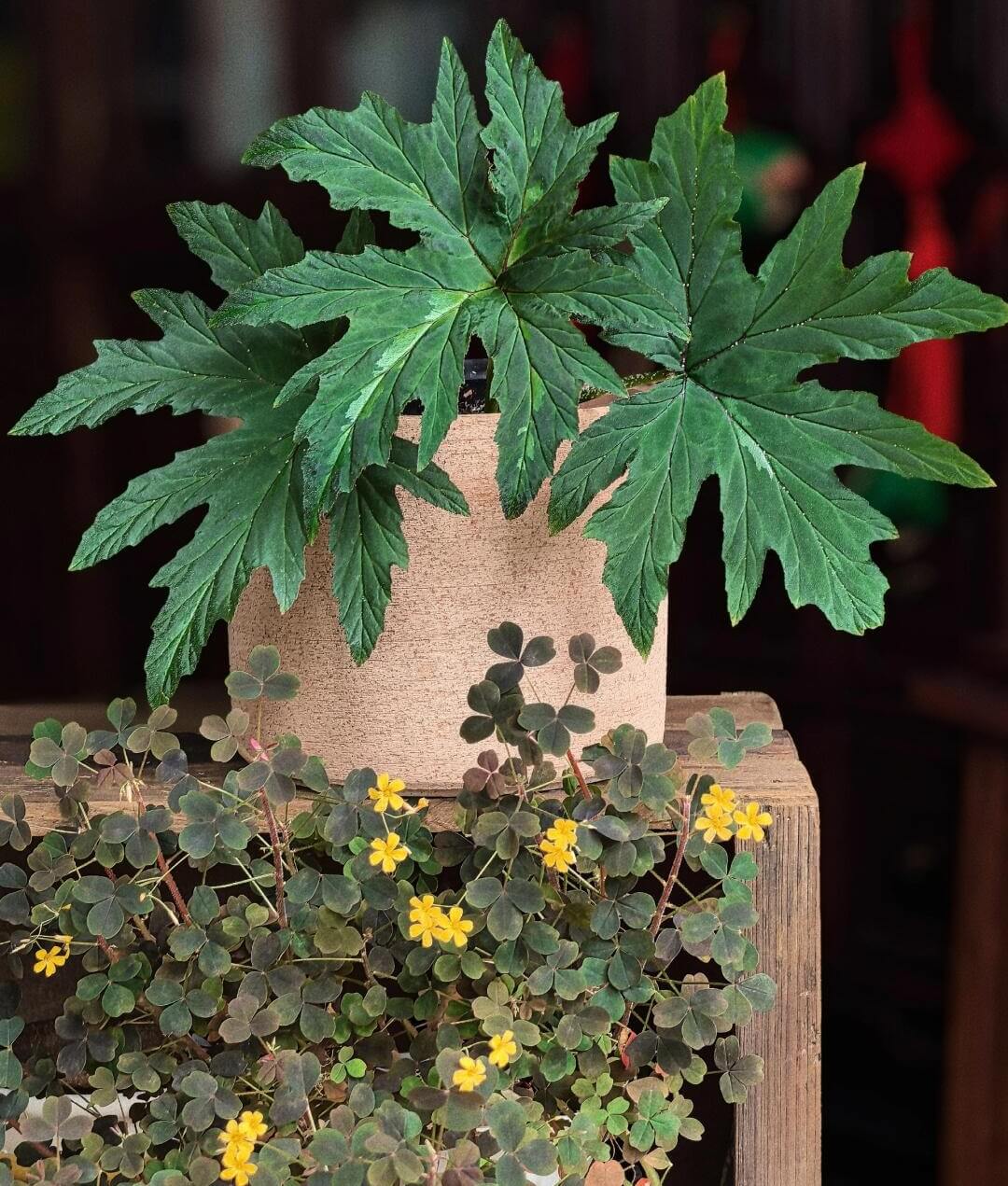 Begonia leathermaniae is a striking and rare species known for its large, palmate leaves that feature a unique central stripe. As a young plant, the central stripe is highly visible, creating a bold contrast with the dark green background. However, as the plant matures, the stripe fades slightly, giving way to a more uniform leaf color while still retaining its captivating appearance.