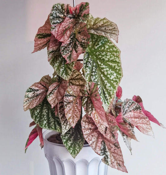 Begonia Variegated Snow Capped has a more delicate and pink appearance compared to Begonia Snow Capped. Its growth is slightly slower than the fully green version. If you want a cute, pink little tree, it thrives best with bright, indirect light.