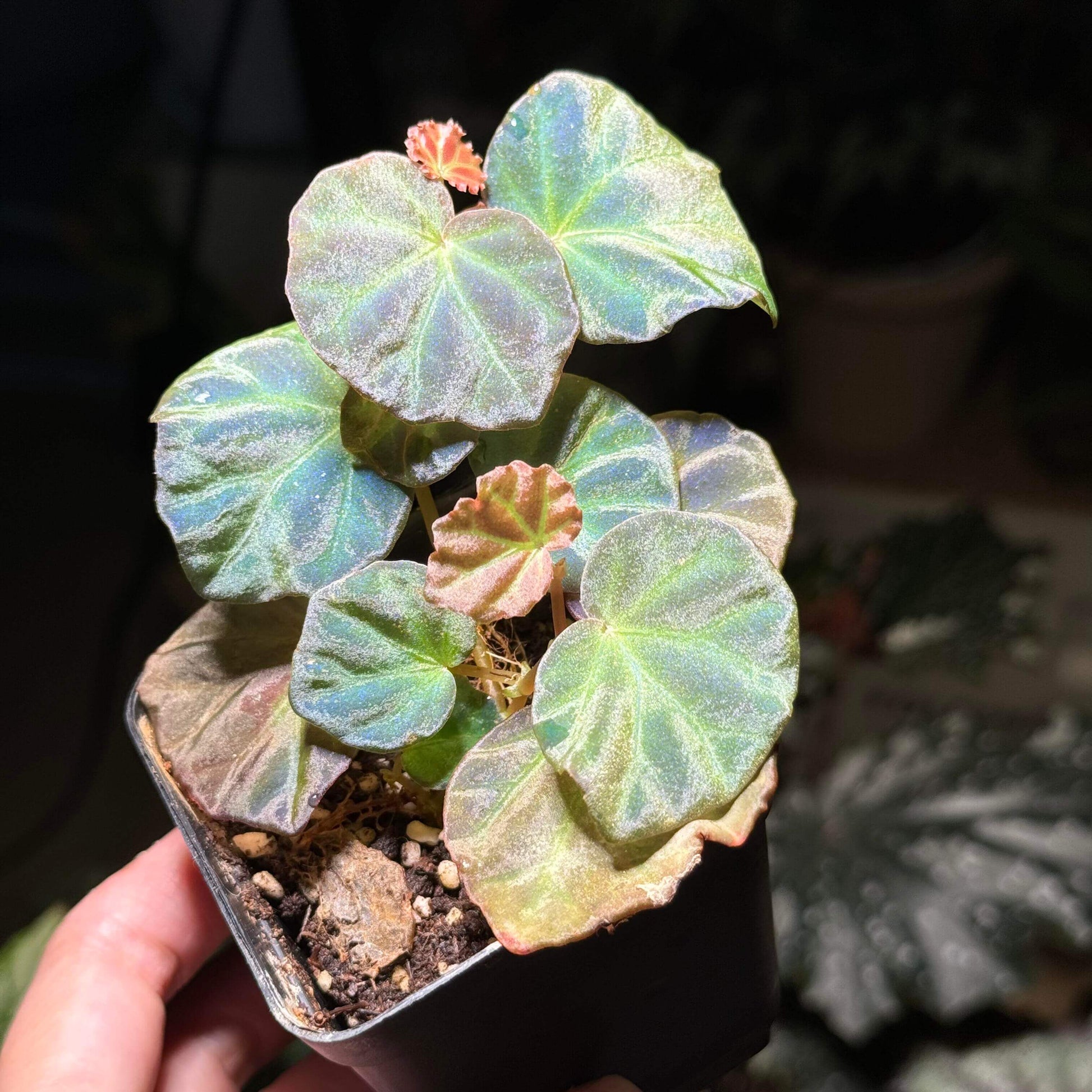 Begonia sp. Sarawak is a rare and beautiful species native to the Sarawak region of Borneo, Malaysia. Known for its unique beauty, this begonia thrives in high-humidity environments, making it an ideal choice for terrariums, glass domes, or greenhouses. It has deep green, glossy leaves with a subtle bluish tint and grows as a low, creeping plant, making it perfect for small spaces or as a decorative addition to a larger plant collection.