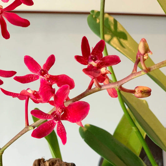 Renanstylis Bangkok Beauty AM/AOS is a celebrated orchid hybrid in the nothogenus Renanstylis, an intergeneric cross between Renanthera and Rhynchostylis. Derived from Renanstylis Azimah × Renanthera Bangkok Flame, it is prized for its compact growth habit and abundant, long-lasting deep red flowers, which are often fragrant. The blooms are carried on branched inflorescences that can reach a substantial length, making this hybrid especially striking when in flower.