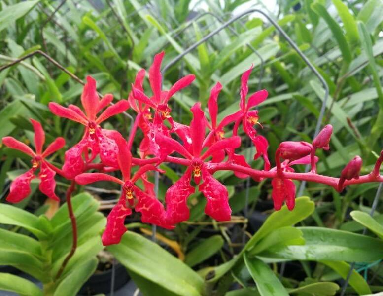 Renanthera Kalsom is a primary orchid hybrid in the genus Renanthera, created by crossing Renanthera philippinensis × Renanthera storiei. Tetraploid forms of this hybrid are especially valued in orchid cultivation, as they often exhibit more vigorous growth and produce larger, thicker, and more robust flowers compared with standard diploid forms.
