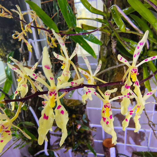 Renanthera citrina is a small epiphytic (occasionally lithophytic) orchid species native to Vietnam and nearby regions. It grows on mossy tree trunks or rocky limestone bluffs in humid forests at mid-elevations (about 650–1200 m).