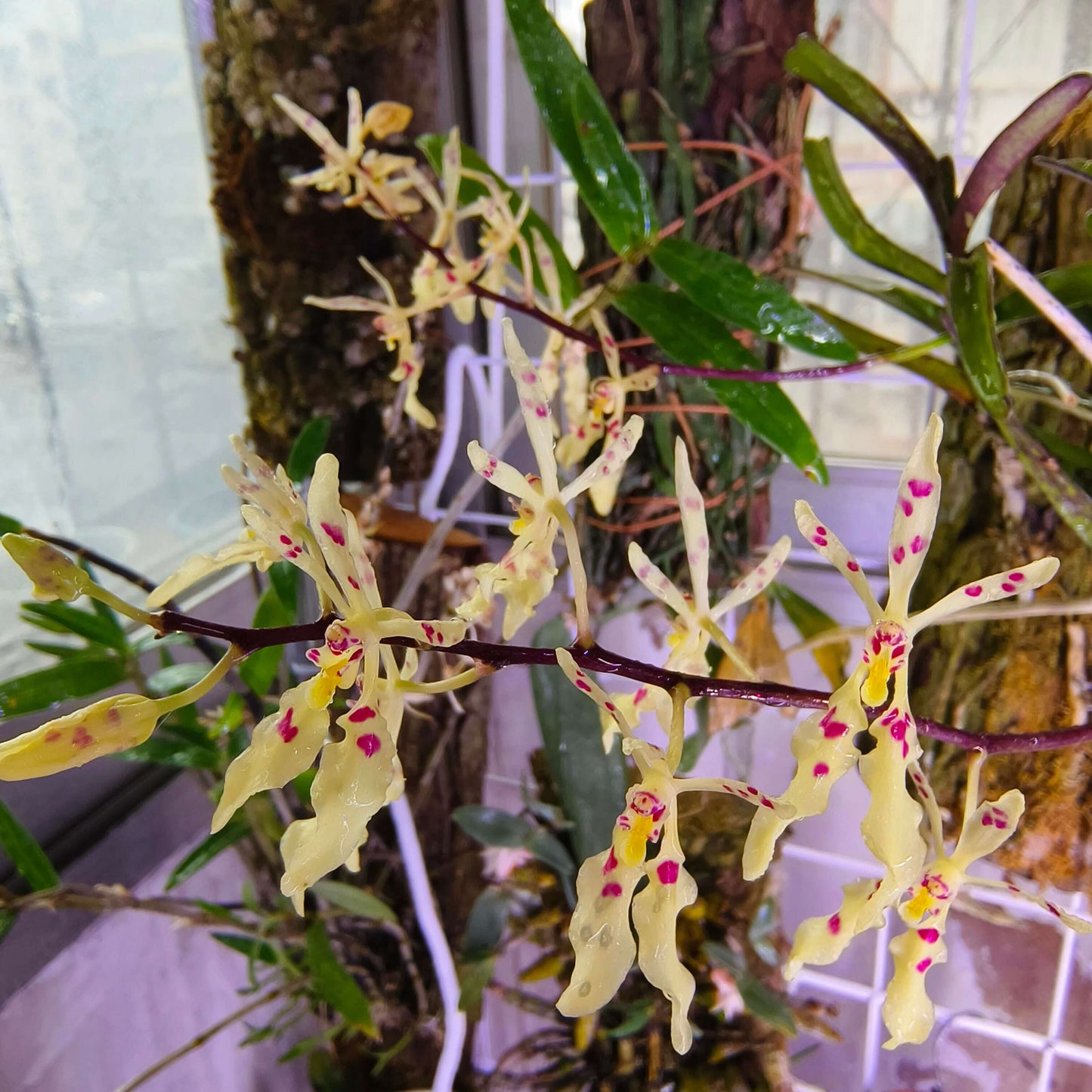 Renanthera citrina is a small epiphytic (occasionally lithophytic) orchid species native to Vietnam and nearby regions. It grows on mossy tree trunks or rocky limestone bluffs in humid forests at mid-elevations (about 650–1200 m).