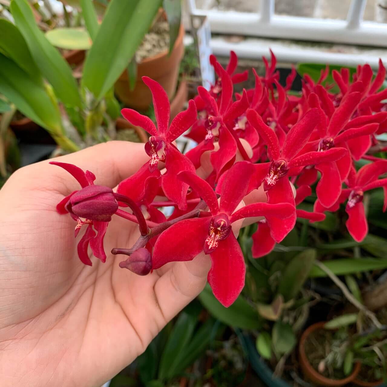 Renanthera coccinea is a large, monopodial orchid species native across parts of Southeast and East Asia, including Myanmar, Thailand, Laos, Vietnam, southern China (Hainan, Guangxi, Yunnan), and Hong Kong. It naturally grows as an epiphyte or lithophyte on tree branches or open rocks in forests and bluffs at low to mid elevations (100–1200 m).