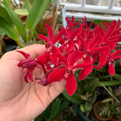 Renanthera coccinea is a large, monopodial orchid species native across parts of Southeast and East Asia, including Myanmar, Thailand, Laos, Vietnam, southern China (Hainan, Guangxi, Yunnan), and Hong Kong. It naturally grows as an epiphyte or lithophyte on tree branches or open rocks in forests and bluffs at low to mid elevations (100–1200 m).