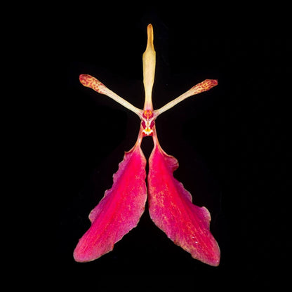 Renanthera imschootiana is a striking epiphytic orchid species in the genus Renanthera (family Orchidaceae), known for its vivid flowers and vine-like growth habit. It occurs naturally from the eastern Himalayas through southern China (including Yunnan) to Vietnam and other parts of Southeast Asia, typically growing on tree trunks in moist evergreen forests at mid-elevations.