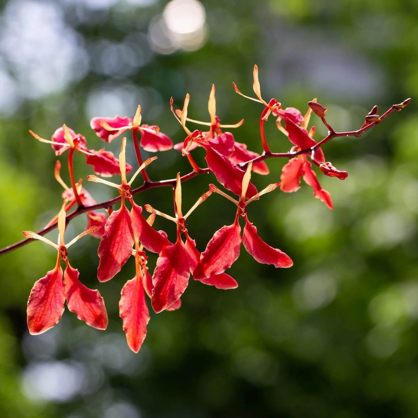 Renanthera imschootiana is a striking epiphytic orchid species in the genus Renanthera (family Orchidaceae), known for its vivid flowers and vine-like growth habit. It occurs naturally from the eastern Himalayas through southern China (including Yunnan) to Vietnam and other parts of Southeast Asia, typically growing on tree trunks in moist evergreen forests at mid-elevations.
