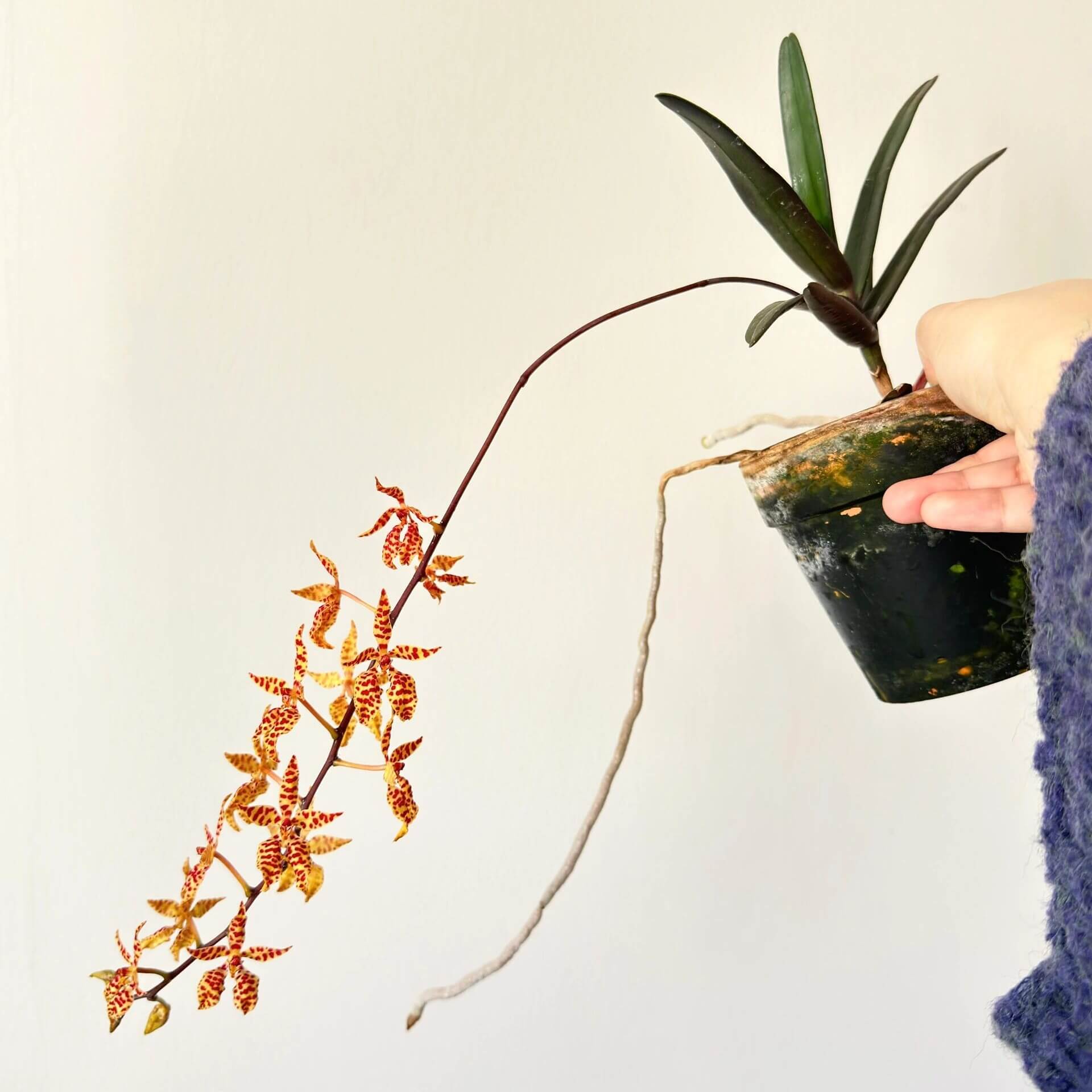 Renanthera monachica is a medium-sized, warm-growing epiphytic orchid native to the Philippines (Luzon island), where it grows on trees in open forest areas up to about 500 m elevation.