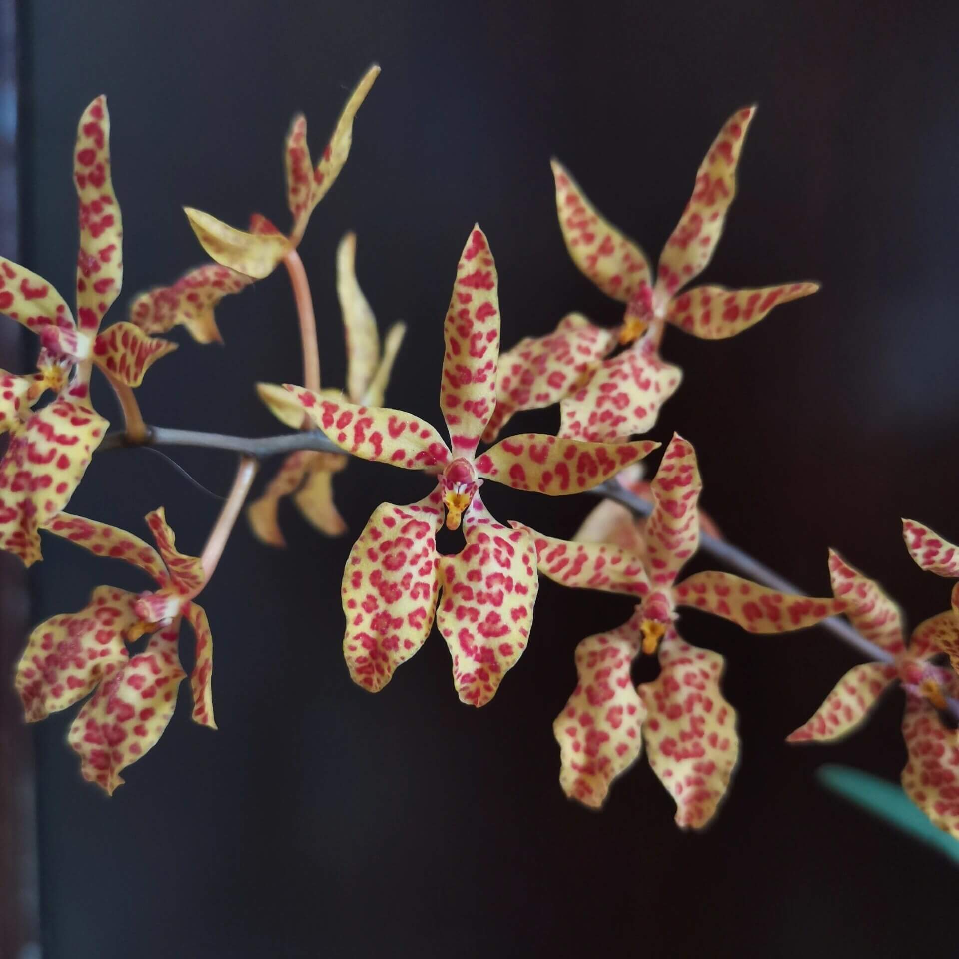 Renanthera monachica is a medium-sized, warm-growing epiphytic orchid native to the Philippines (Luzon island), where it grows on trees in open forest areas up to about 500 m elevation.