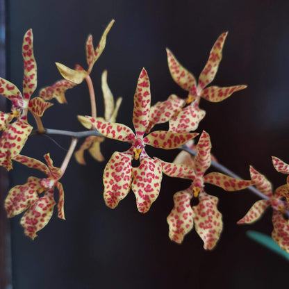 Renanthera monachica is a medium-sized, warm-growing epiphytic orchid native to the Philippines (Luzon island), where it grows on trees in open forest areas up to about 500 m elevation.