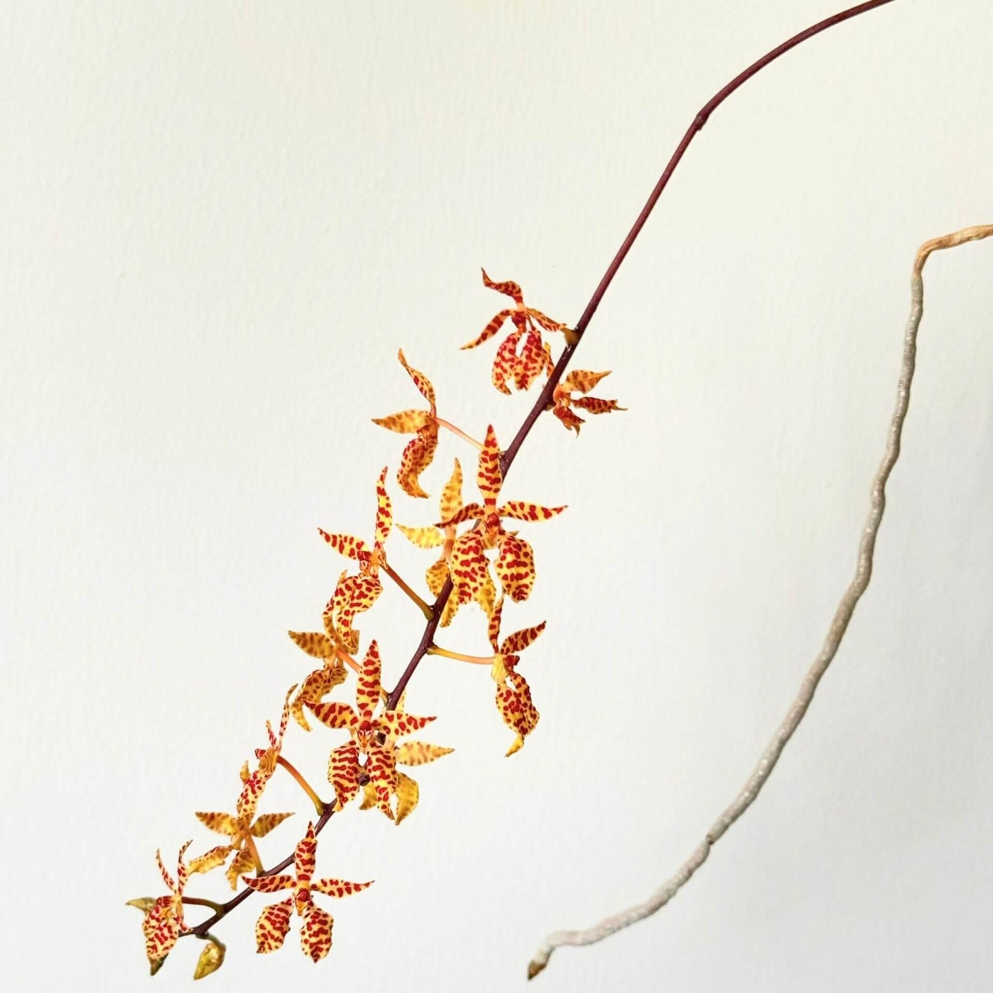 Renanthera monachica is a medium-sized, warm-growing epiphytic orchid native to the Philippines (Luzon island), where it grows on trees in open forest areas up to about 500 m elevation.