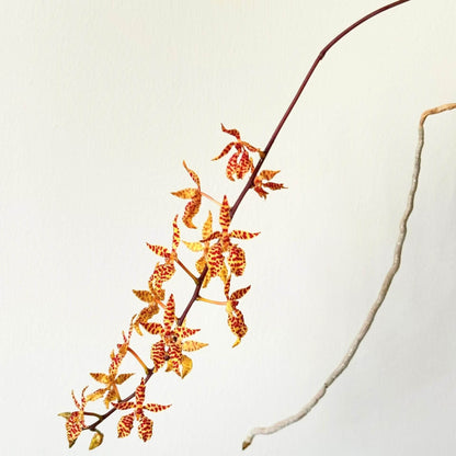 Renanthera monachica is a medium-sized, warm-growing epiphytic orchid native to the Philippines (Luzon island), where it grows on trees in open forest areas up to about 500 m elevation.