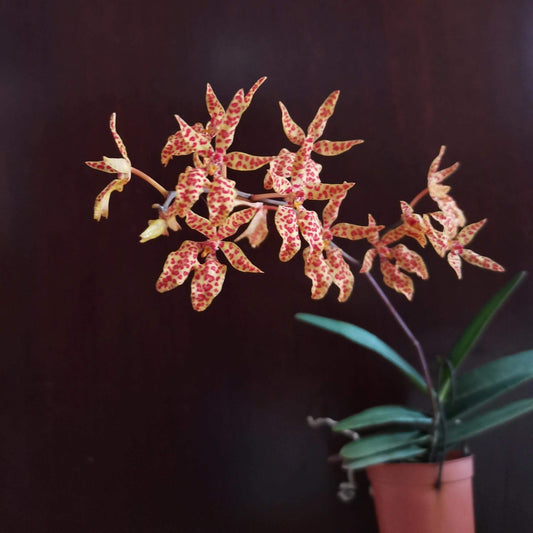 Renanthera monachica is a medium-sized, warm-growing epiphytic orchid native to the Philippines (Luzon island), where it grows on trees in open forest areas up to about 500 m elevation.