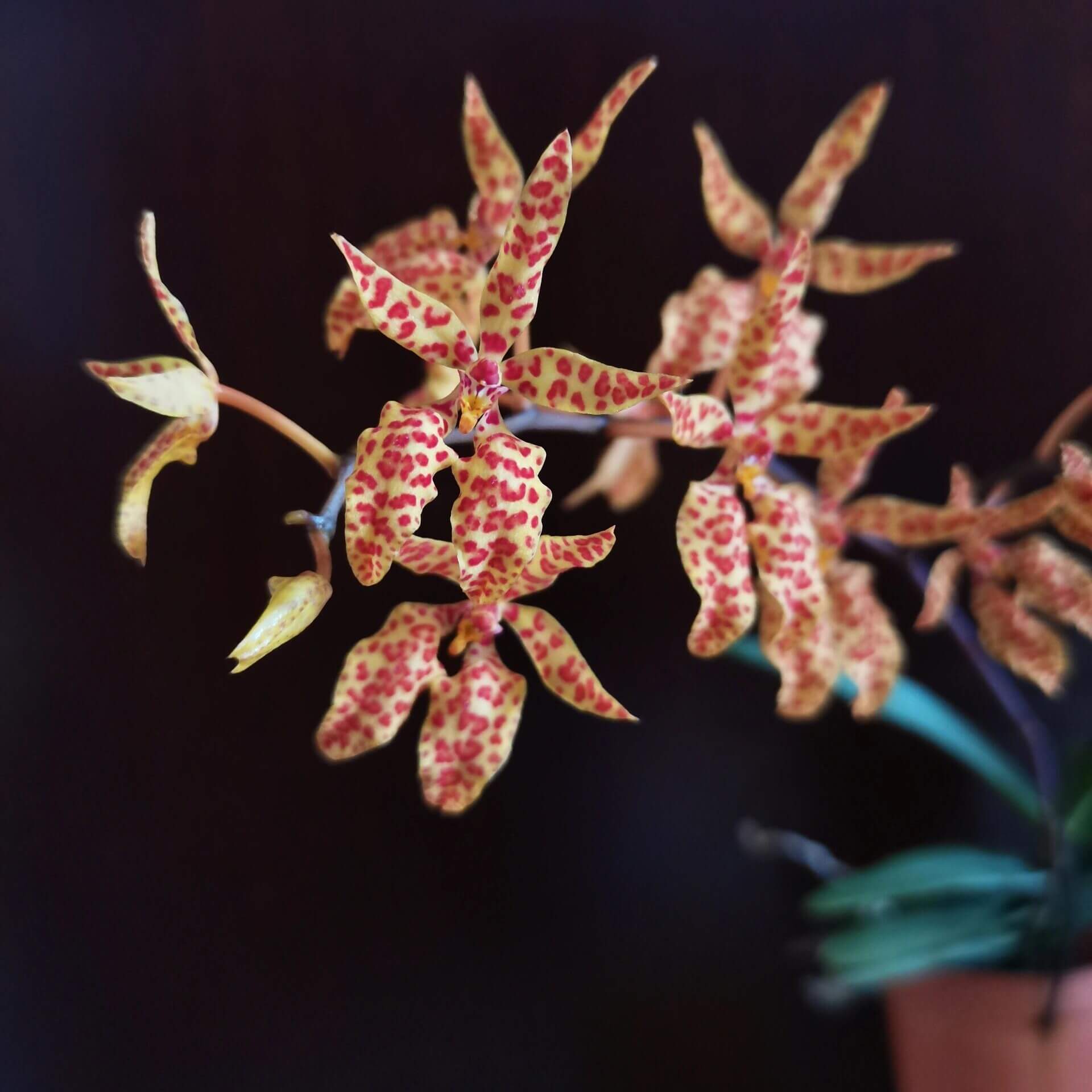 Renanthera monachica is a medium-sized, warm-growing epiphytic orchid native to the Philippines (Luzon island), where it grows on trees in open forest areas up to about 500 m elevation.