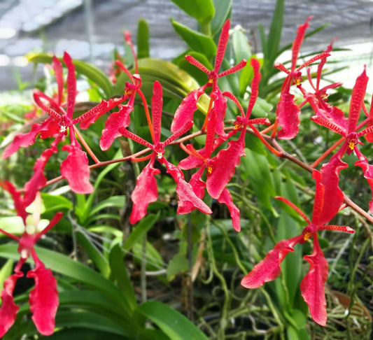 Renanthera philippinensis is a medium-sized epiphytic orchid species native to the Philippines, typically found growing in warm, low-elevation forests or mangrove swamps where it can receive plenty of light and warmth.