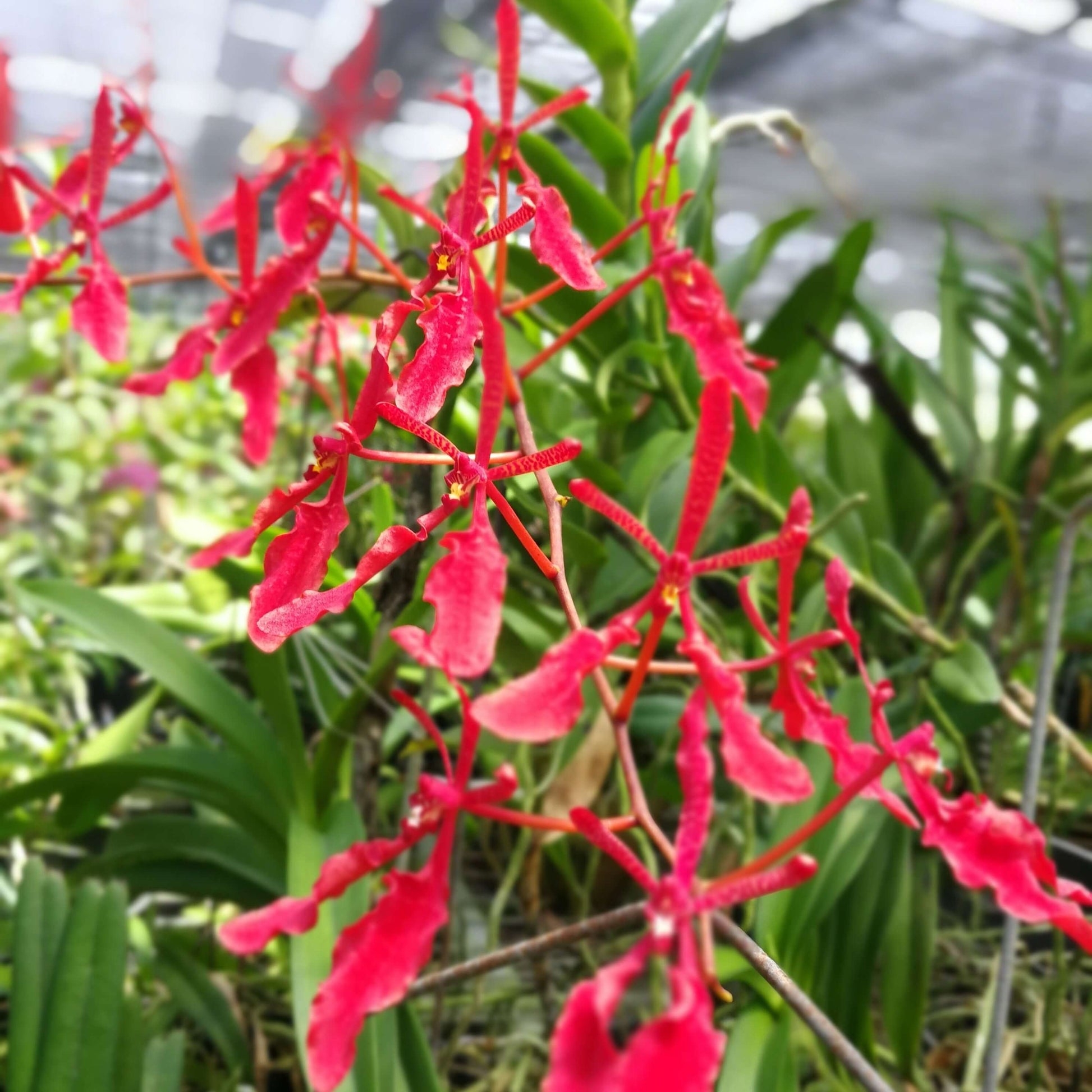 Renanthera philippinensis is a medium-sized epiphytic orchid species native to the Philippines, typically found growing in warm, low-elevation forests or mangrove swamps where it can receive plenty of light and warmth.