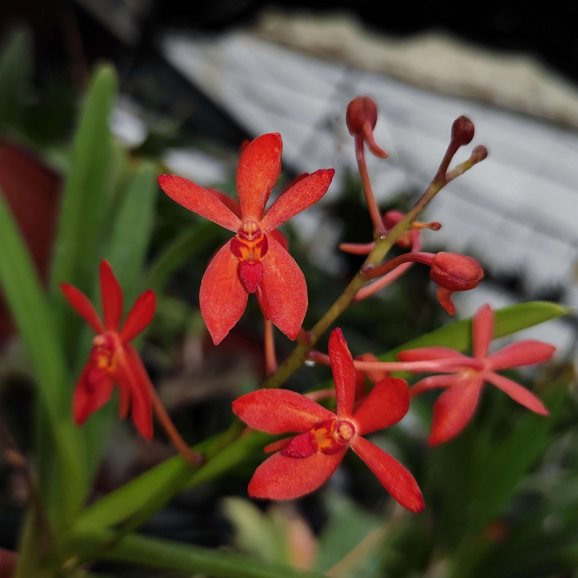 Renanthera philippinensis × Vanda falcata is a hybrid between Vanda (Neofinetia) falcata and Renanthera philippinensis. R. philippinensis is a vigorous, warm-growing epiphyte from the Philippines with leathery, bilobed leaves and sprays of bright red to orange flowers, while V. falcata is a small, delicate wind orchid from Japan/Korea with narrow, slightly falcate leaves and fragrant, spur-bearing blooms.
