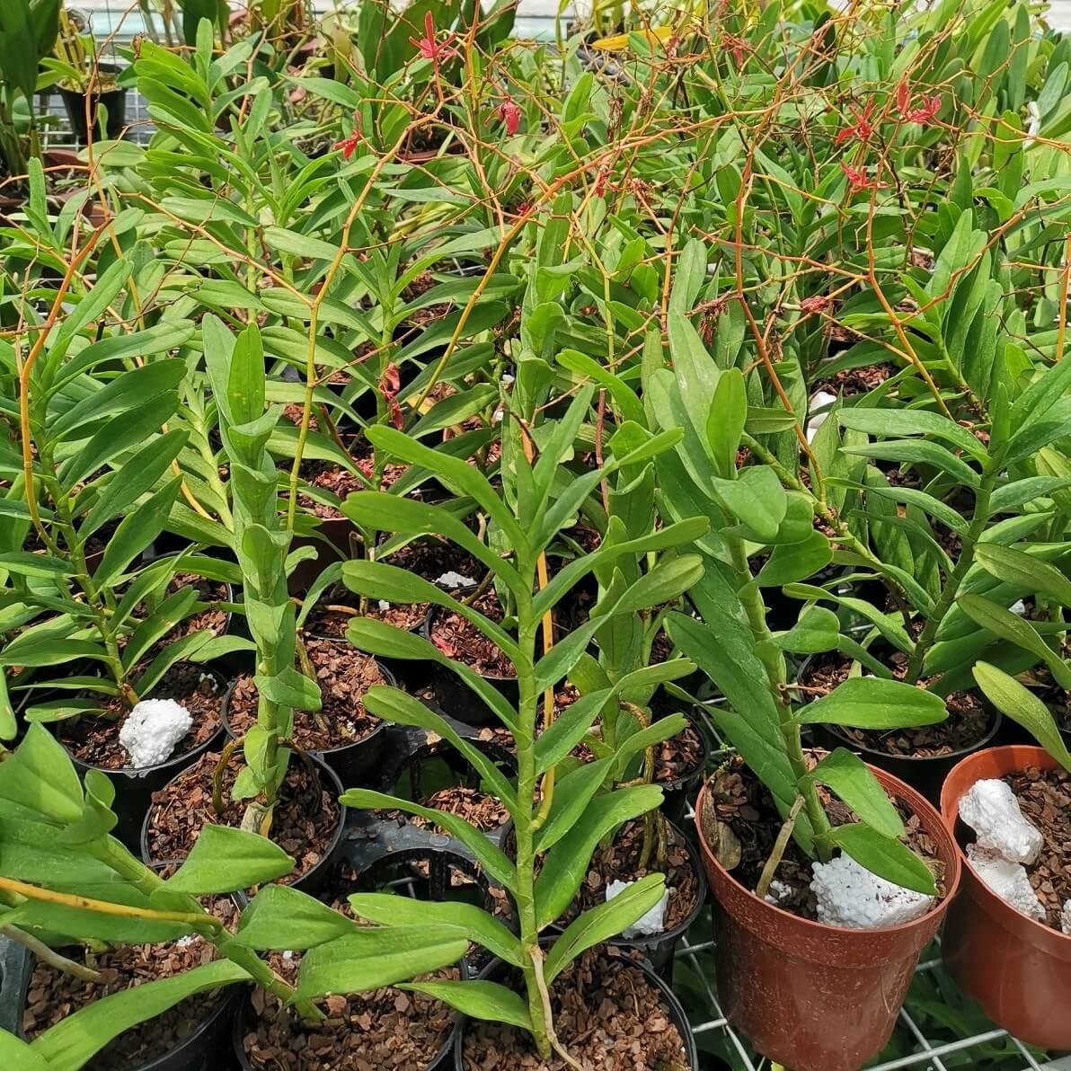 Renanthera storiei is a medium to giant-sized, monopodial orchid species endemic to the Philippines, typically found up to about 1000 m elevation growing as an epiphyte (and sometimes at the base of trees) in bright light to full sun.