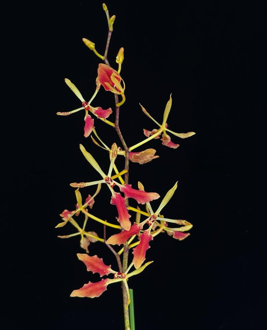 Renanthera vietnamensis is an epiphytic or lithophytic orchid species in the family Orchidaceae, native to northern Vietnam near the Chinese border. It grows on rocky limestone hills and ridges within primary broadleaf and coniferous forests at elevations of approximately 650–1200 m. The plants are small to medium in size and are notable for producing showy, well-spaced flowers in spring, borne on long racemose inflorescences.