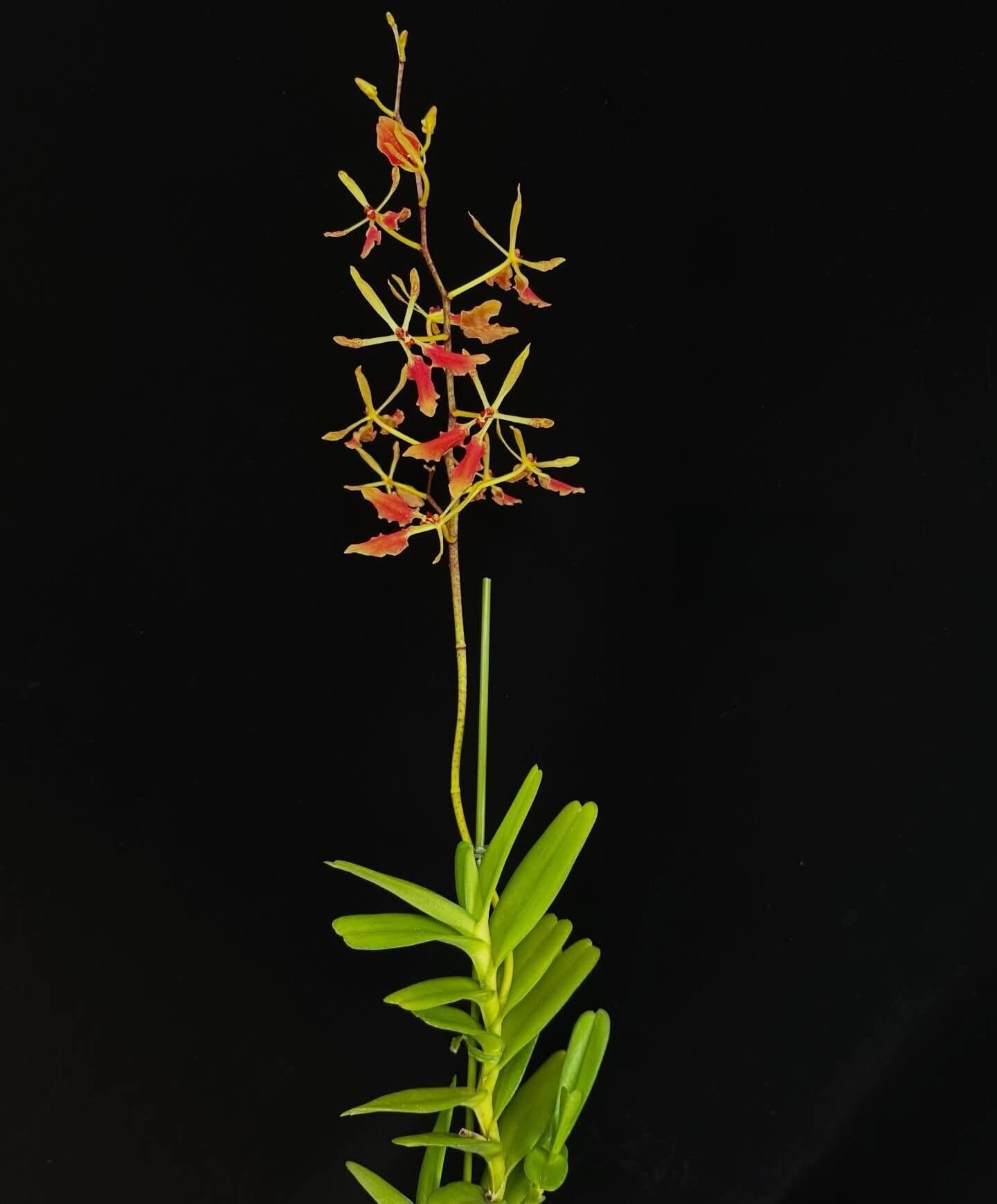 Renanthera vietnamensis is an epiphytic or lithophytic orchid species in the family Orchidaceae, native to northern Vietnam near the Chinese border. It grows on rocky limestone hills and ridges within primary broadleaf and coniferous forests at elevations of approximately 650–1200 m. The plants are small to medium in size and are notable for producing showy, well-spaced flowers in spring, borne on long racemose inflorescences.