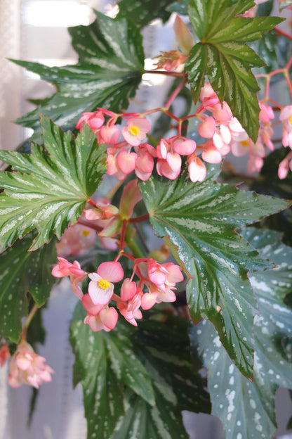 Begonia ‘Sophie Cecile’ (also known as ‘Sophia’ in some contexts) is a striking cane-stem or “angel wing” begonia cultivar first created by hybridizer Belva Nelson Kusler in 1961, via a cross between Begonia ‘Lenore Olivier’ and Begonia aconitifolia.