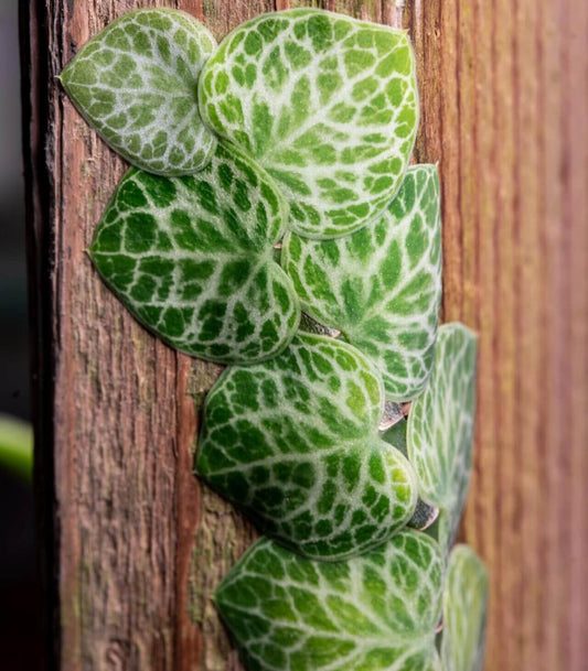 Rhaphidophora cryptantha is a rare and captivating aroid native to Southeast Asia, particularly Papua New Guinea. This plant is renowned for its unique growth habit, where its heart-shaped, deep green leaves with silver veining grow flat against a surface, overlapping like shingles on a roof.
