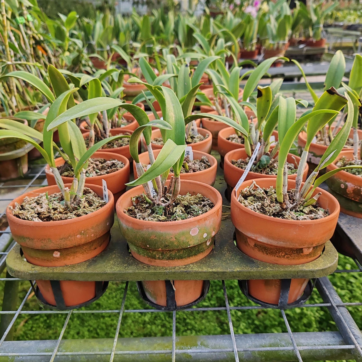 Rhyncattleanthe Chief Treat (often abbreviated Rth. Chief Treat) is a hybrid orchid in the Rhyncattleanthe group—a segment of showy Cattleya‑alliance orchids prized for large, colorful, and often fragrant flowers.