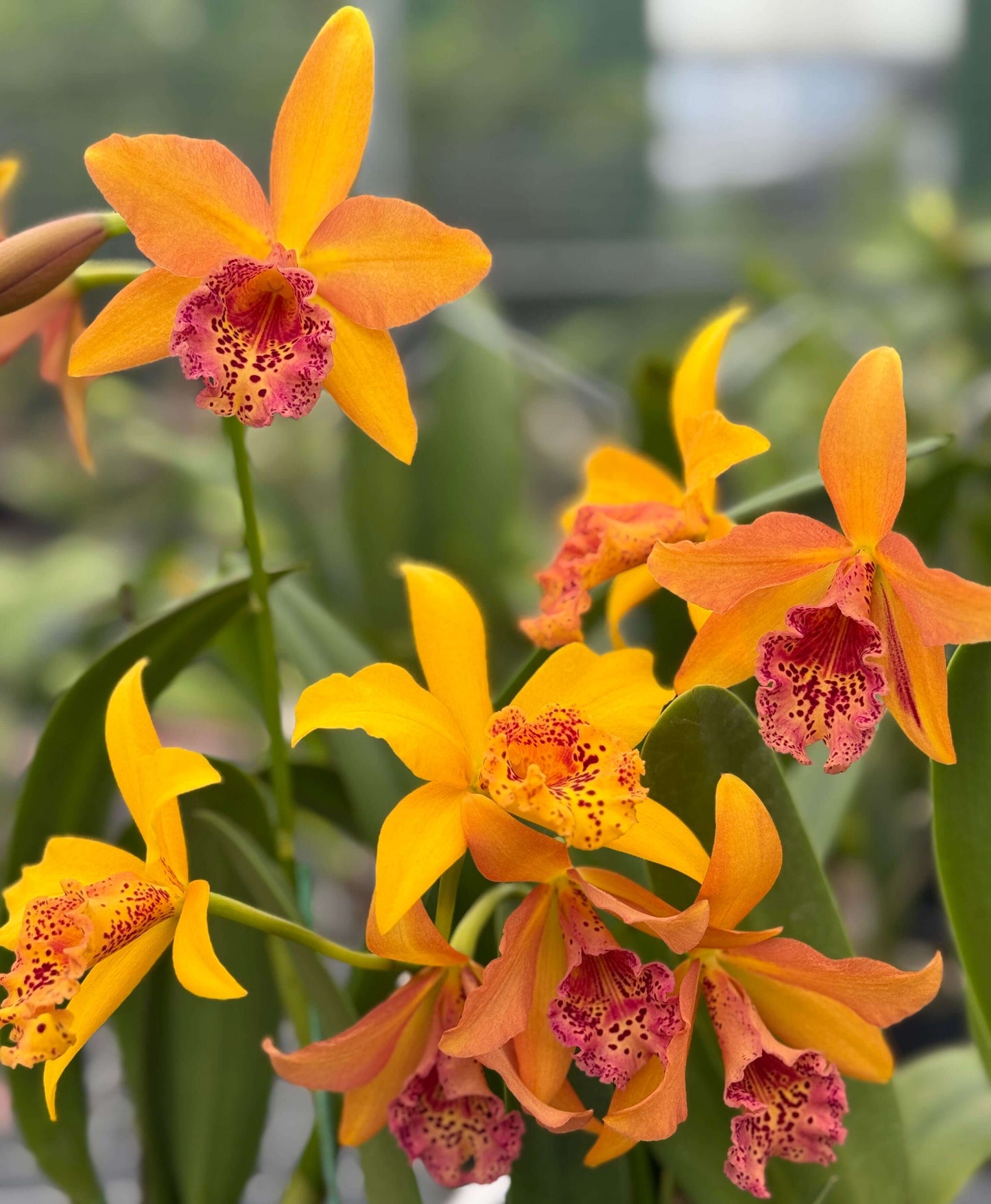 Rhynchobrassoleya Copper Queen ‘H&R’ (abbreviated Rby. Copper Queen ‘H&R’) is a complex intergeneric hybrid within the Cattleya alliance, resulting from a cross between Rlc. Toshie Aoki × Bc. Richard Mueller. This hybrid combines the traits of its diverse ancestry, producing showy, richly colored flowers that reflect the influence of Cattleya, Brassavola, and Laelia heritage, along with a potentially pleasant fragrance, characteristic of many Cattleya-alliance orchids.