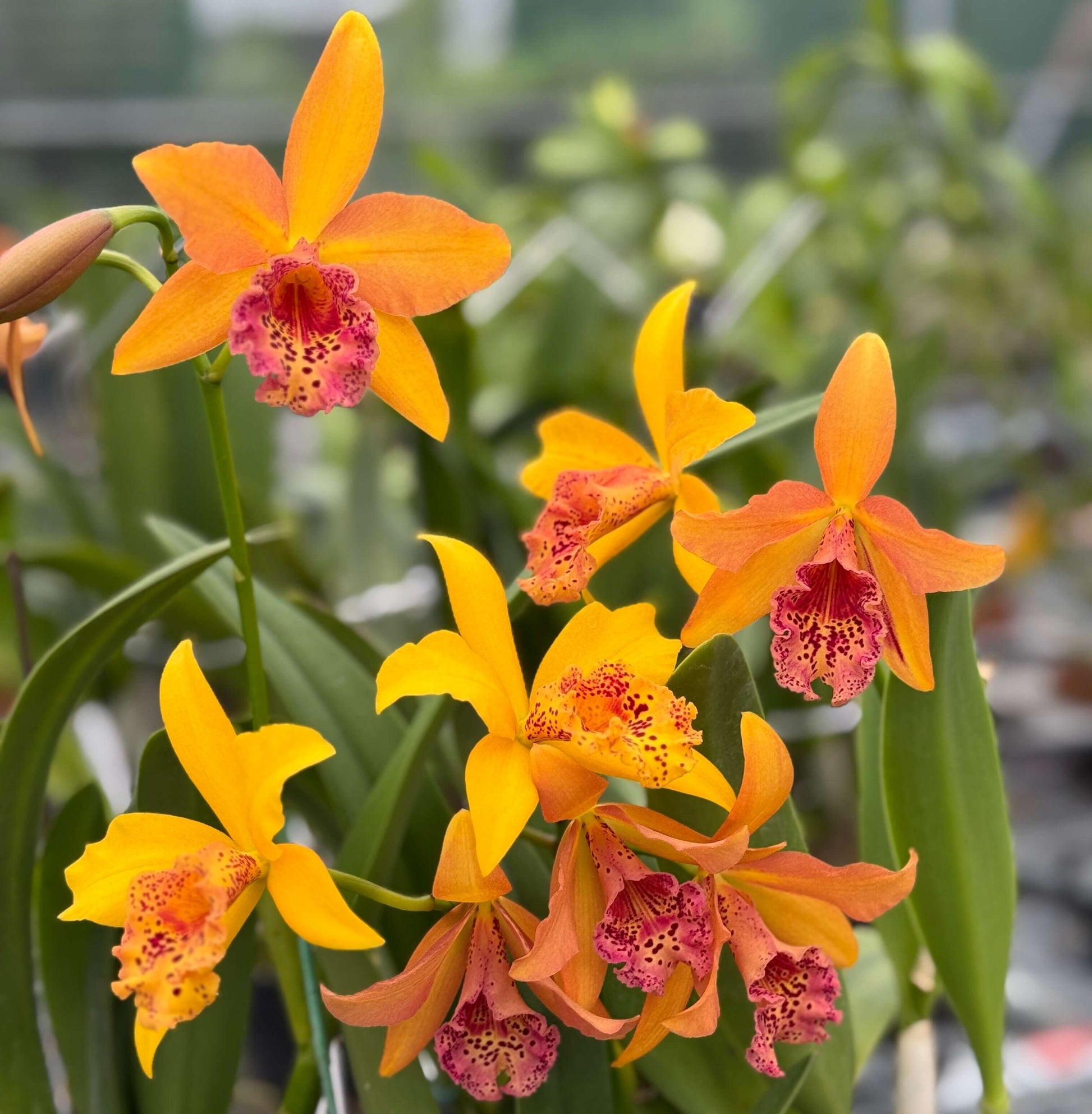 Rhynchobrassoleya Copper Queen ‘H&R’ (abbreviated Rby. Copper Queen ‘H&R’) is a complex intergeneric hybrid within the Cattleya alliance, resulting from a cross between Rlc. Toshie Aoki × Bc. Richard Mueller. This hybrid combines the traits of its diverse ancestry, producing showy, richly colored flowers that reflect the influence of Cattleya, Brassavola, and Laelia heritage, along with a potentially pleasant fragrance, characteristic of many Cattleya-alliance orchids.