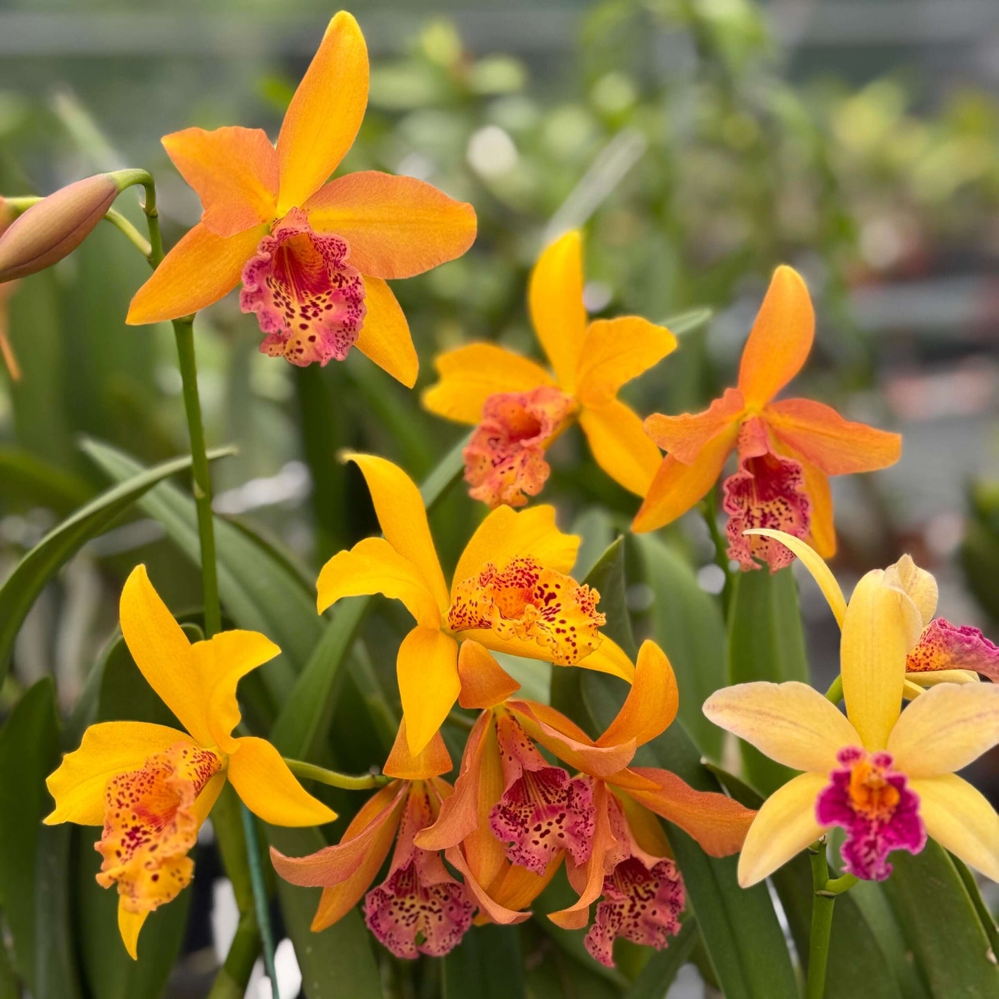 Rhynchobrassoleya Copper Queen ‘H&R’ (abbreviated Rby. Copper Queen ‘H&R’) is a complex intergeneric hybrid within the Cattleya alliance, resulting from a cross between Rlc. Toshie Aoki × Bc. Richard Mueller. This hybrid combines the traits of its diverse ancestry, producing showy, richly colored flowers that reflect the influence of Cattleya, Brassavola, and Laelia heritage, along with a potentially pleasant fragrance, characteristic of many Cattleya-alliance orchids.