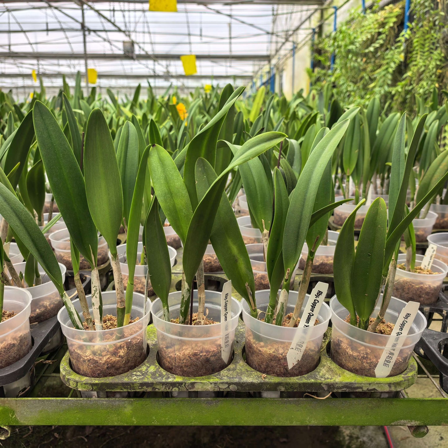 Rhynchobrassoleya Copper Queen ‘H&R’ (abbreviated Rby. Copper Queen ‘H&R’) is a complex intergeneric hybrid within the Cattleya alliance, resulting from a cross between Rlc. Toshie Aoki × Bc. Richard Mueller. This hybrid combines the traits of its diverse ancestry, producing showy, richly colored flowers that reflect the influence of Cattleya, Brassavola, and Laelia heritage, along with a potentially pleasant fragrance, characteristic of many Cattleya-alliance orchids.