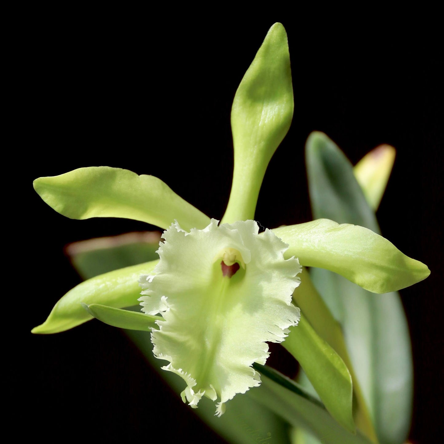 Rhyncholaelia Aristocrat is a primary orchid hybrid in the genus Rhyncholaelia, created by crossing the species Rhyncholaelia glauca and Rhyncholaelia digbyana.