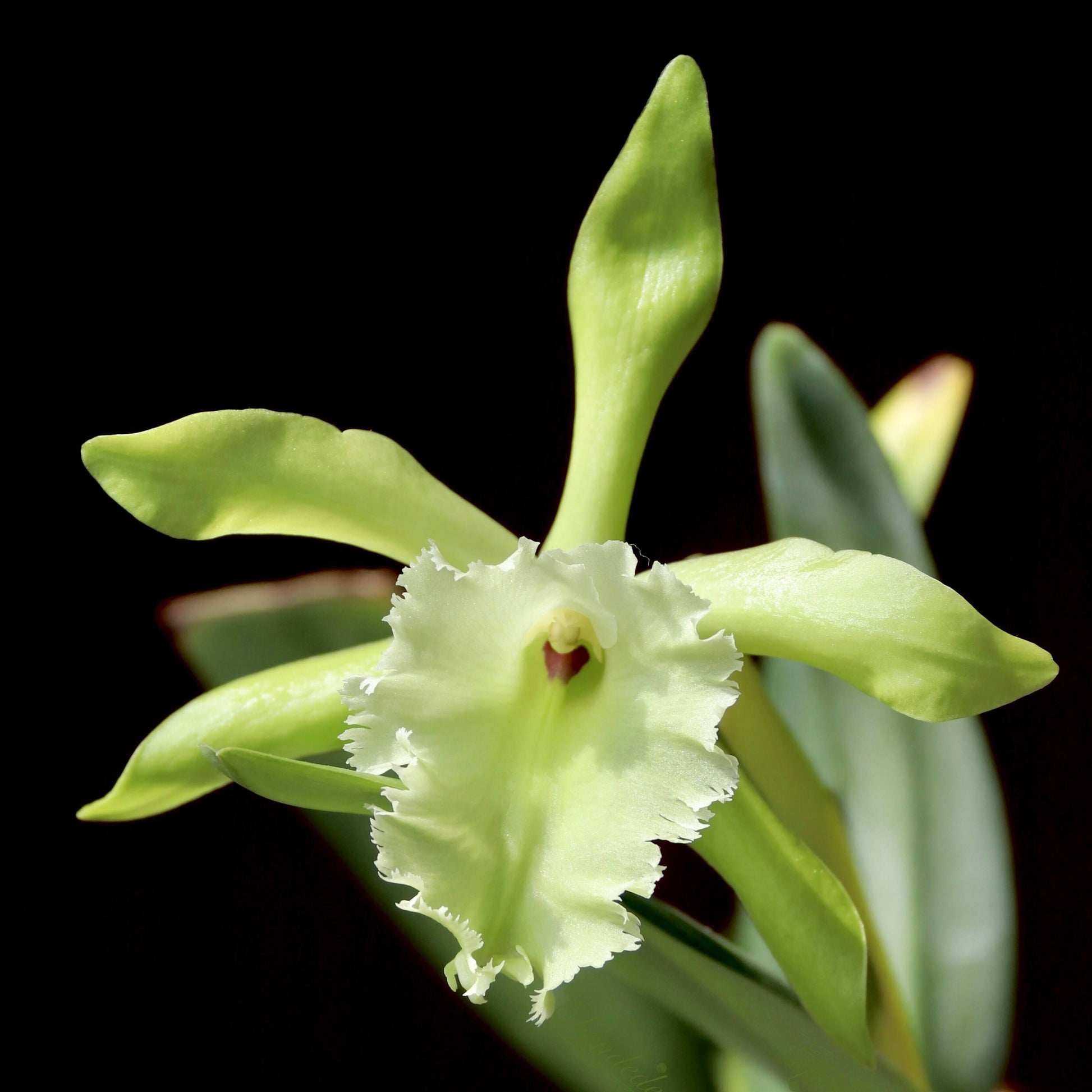 Rhyncholaelia Aristocrat is a primary orchid hybrid in the genus Rhyncholaelia, created by crossing the species Rhyncholaelia glauca and Rhyncholaelia digbyana.