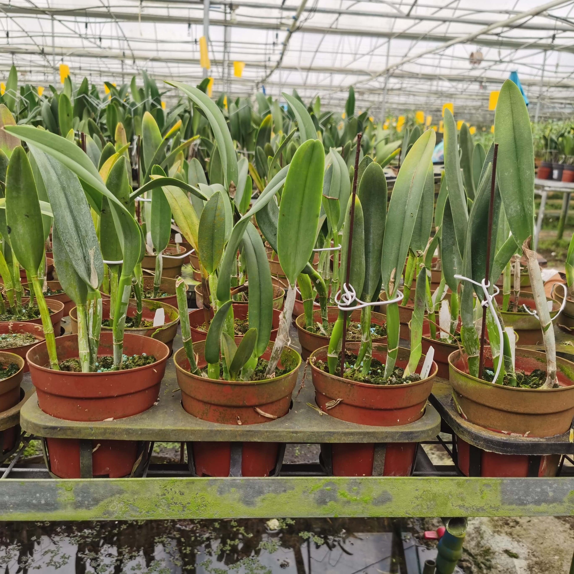 Rhyncholaelia Aristocrat is a primary orchid hybrid in the genus Rhyncholaelia, created by crossing the species Rhyncholaelia glauca and Rhyncholaelia digbyana.